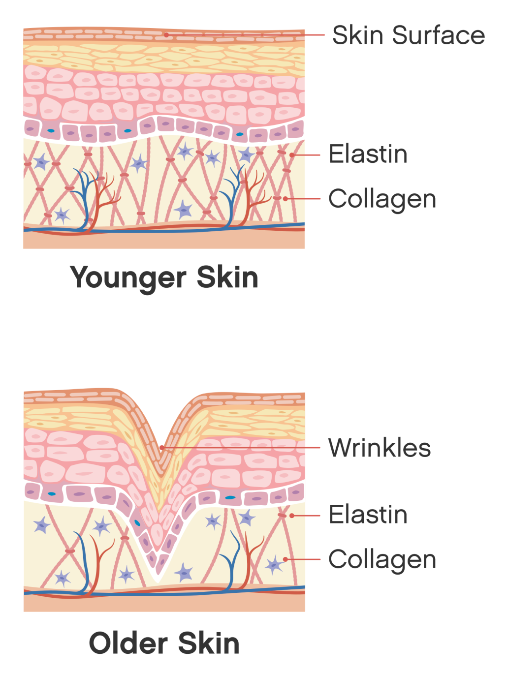 Collagen graphic